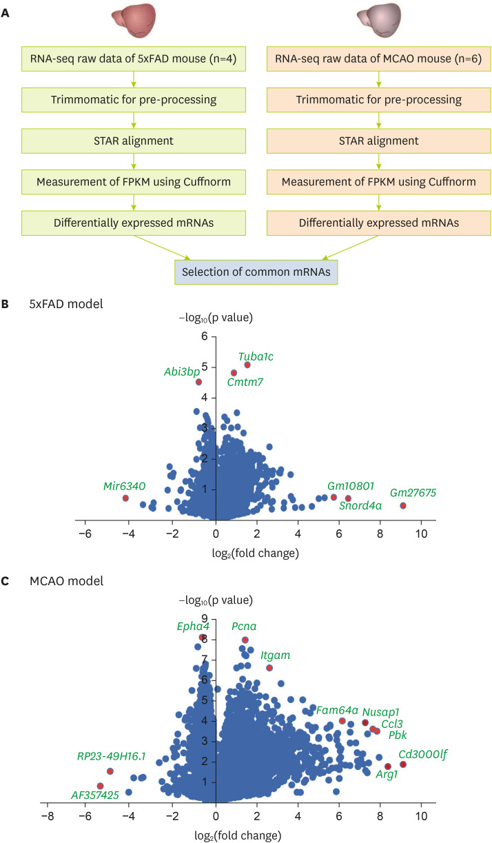 Comparison of Cerebral Cortex Transcriptome Profiles in Ischemic Stroke and Alzheimer's Disease Models.