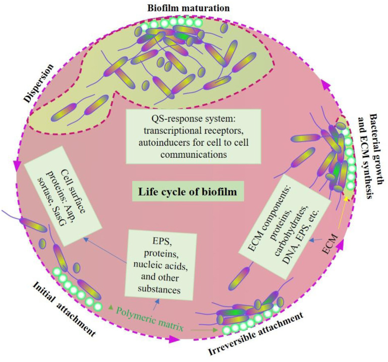 Biofilms: Formation, drug resistance and alternatives to conventional approaches.