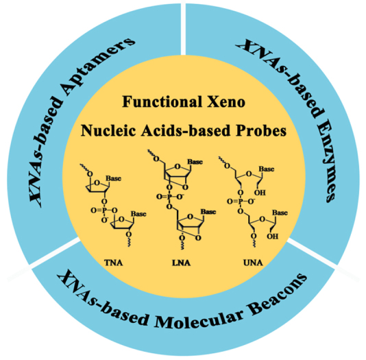 Functional Xeno Nucleic Acids for Biomedical Application.