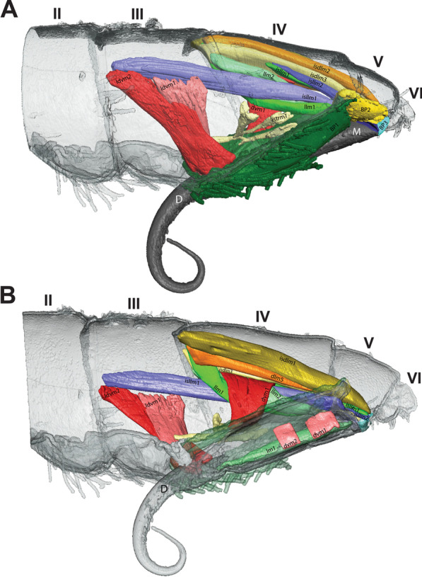 On springtails (Hexapoda: Collembola): a morphofunctional study of the jumping apparatus.