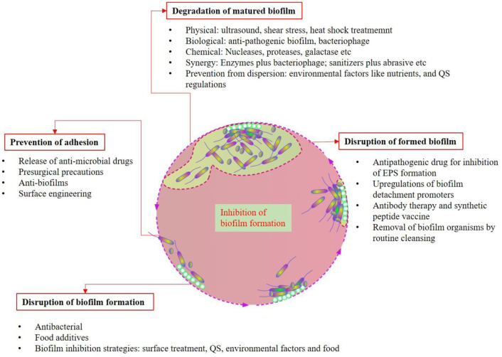 Biofilms: Formation, drug resistance and alternatives to conventional approaches.