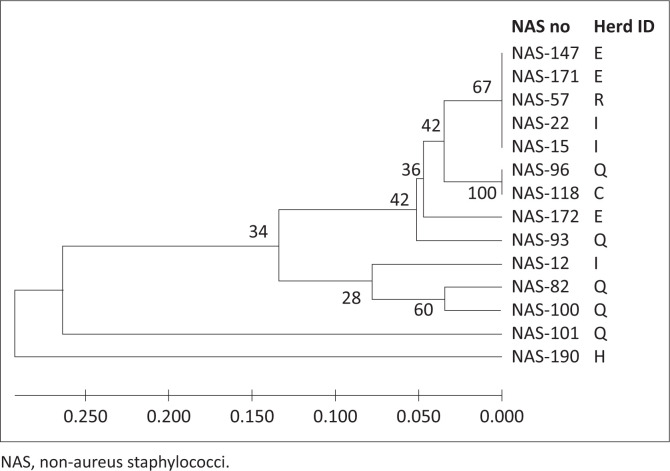 Species identification and cow risks of non-aureus staphylococci from South African dairy herds.