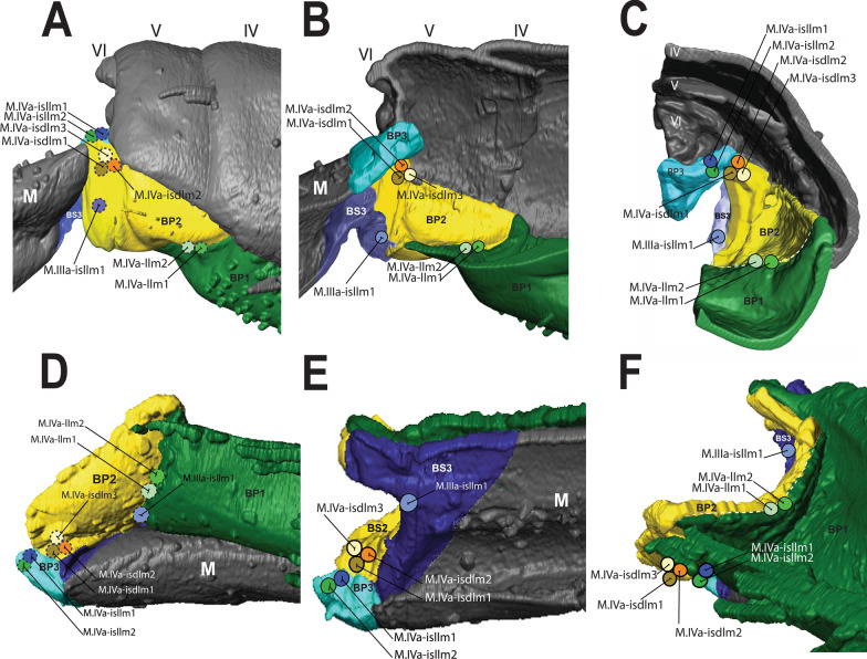 On springtails (Hexapoda: Collembola): a morphofunctional study of the jumping apparatus.