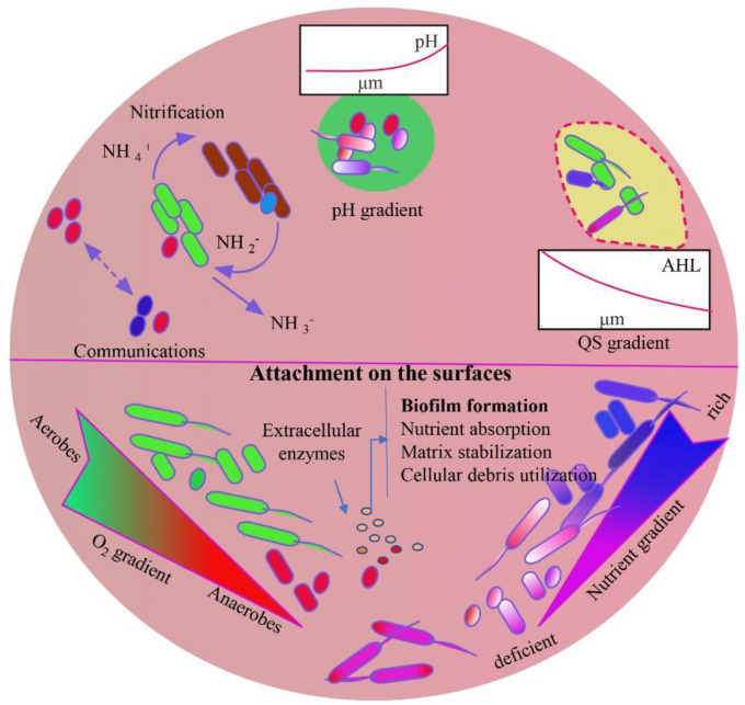 Biofilms: Formation, drug resistance and alternatives to conventional approaches.