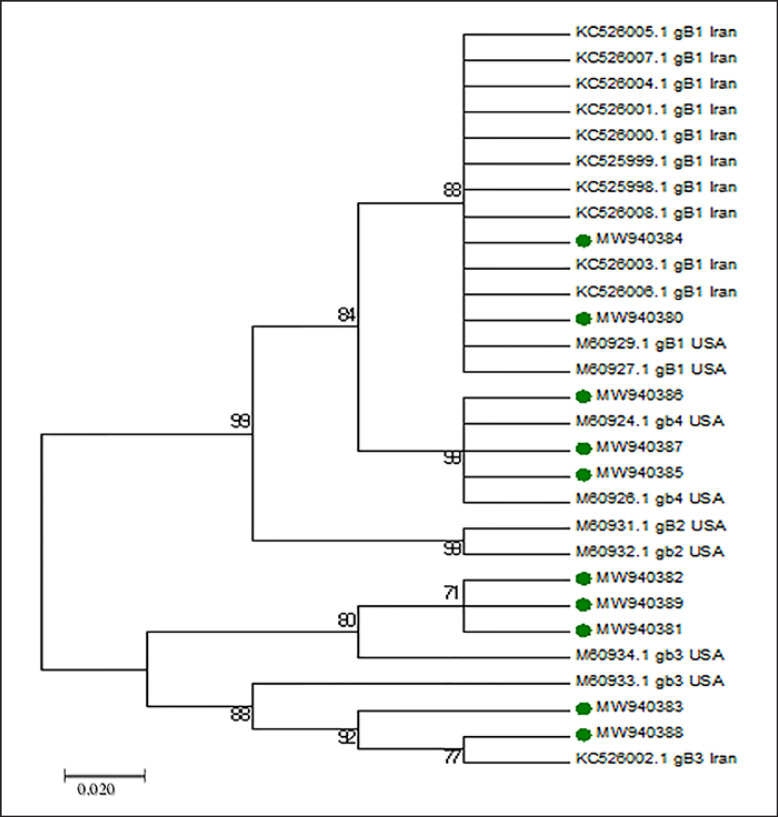 Molecular Detection and Genotyping of Human Cytomegalovirus in Kidney Transplant Recipients under Ganciclovir Prophylaxis in Iran.