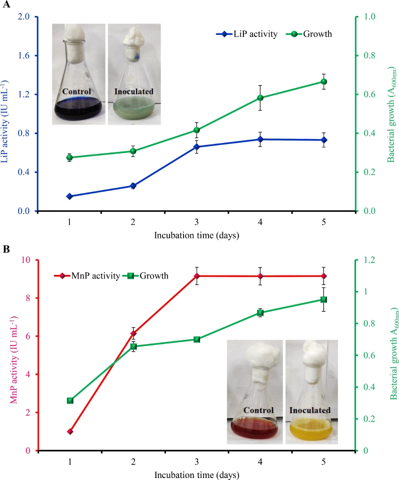 Isolation of functional ligninolytic Bacillus aryabhattai from paper mill sludge and its lignin degradation potential