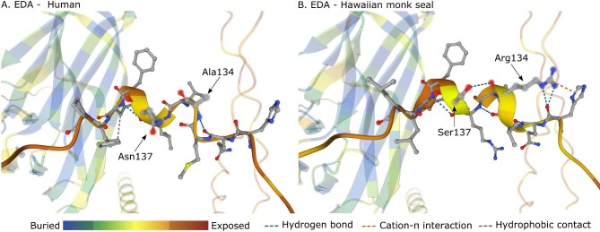 Evidence of Selection in the Ectodysplasin Pathway among Endangered Aquatic Mammals.
