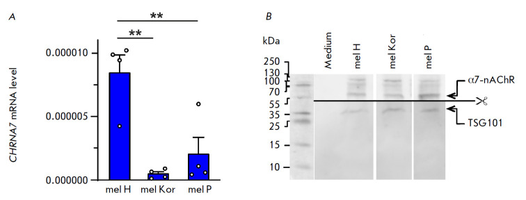 Extracellular Vesicles Derived from Metastatic Melanoma Cells Transfer α7-nAChR mRNA, Thus Increasing the Surface Expression of the Receptor and Stimulating the Growth of Normal Keratinocytes.