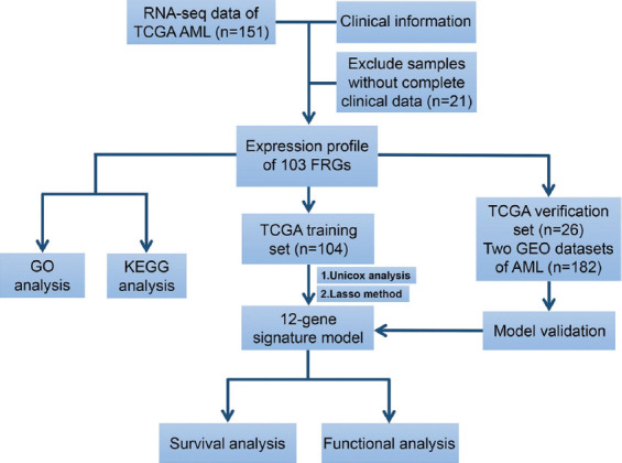 A novel ferroptosis-related gene signature can predict prognosis and influence immune microenvironment in acute myeloid leukemia.