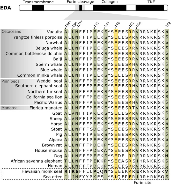 Evidence of Selection in the Ectodysplasin Pathway among Endangered Aquatic Mammals.