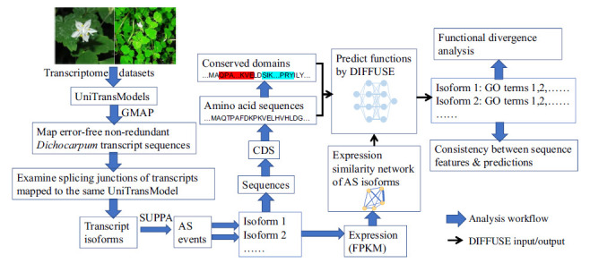 A Global Analysis of Alternative Splicing of <i>Dichocarpum</i> Medicinal Plants, Ranunculales.