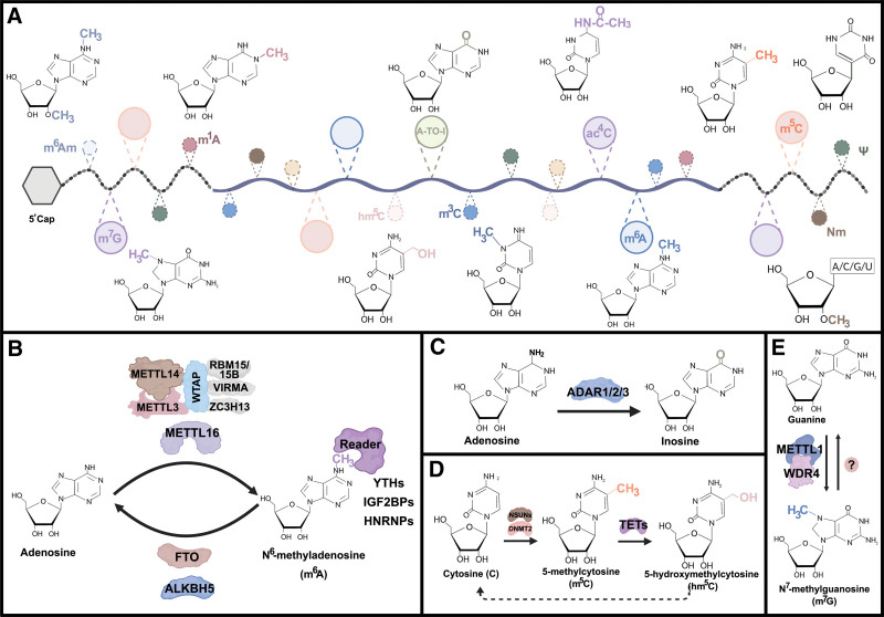 Epitranscriptomics in myeloid malignancies.