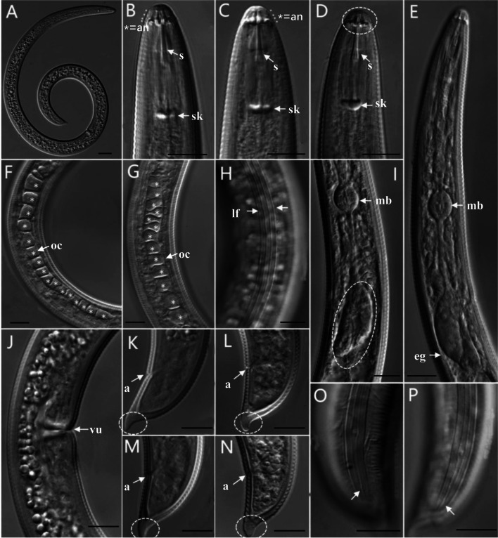 Identification and a culture method for a Helicotylenchus microlobus from tomato in China.