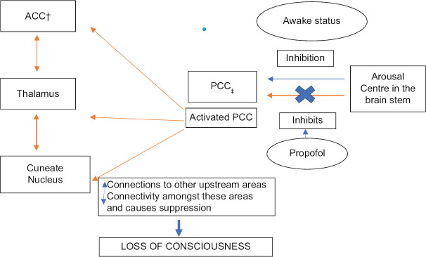 The Effectiveness of Three Regimens of Sedation for Children Undergoing Magnetic Resonance Imaging: A Clinical Study.