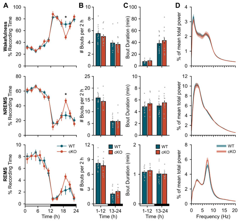 Noradrenergic Signaling in Astrocytes Influences Mammalian Sleep Homeostasis.