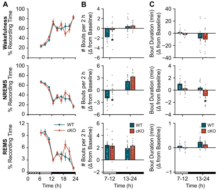 Noradrenergic Signaling in Astrocytes Influences Mammalian Sleep Homeostasis.