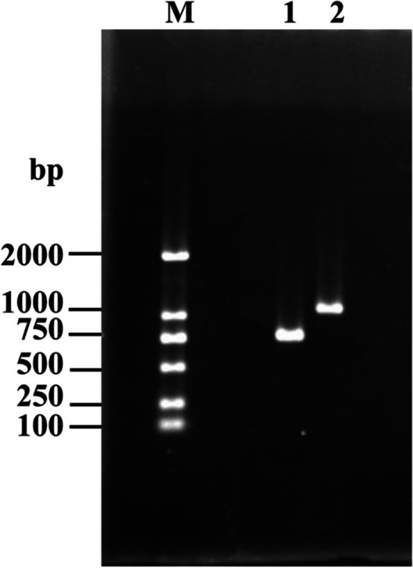 Identification and a culture method for a Helicotylenchus microlobus from tomato in China.