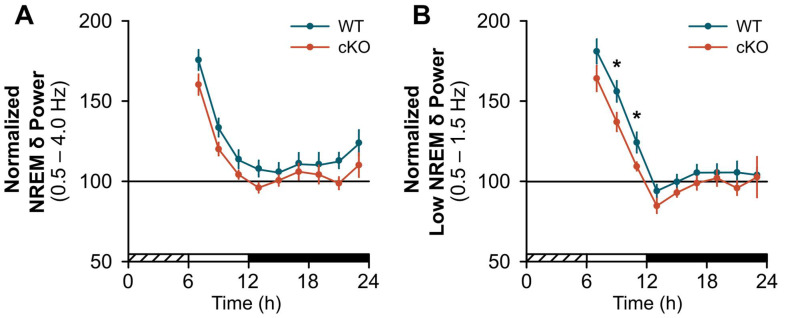 Noradrenergic Signaling in Astrocytes Influences Mammalian Sleep Homeostasis.