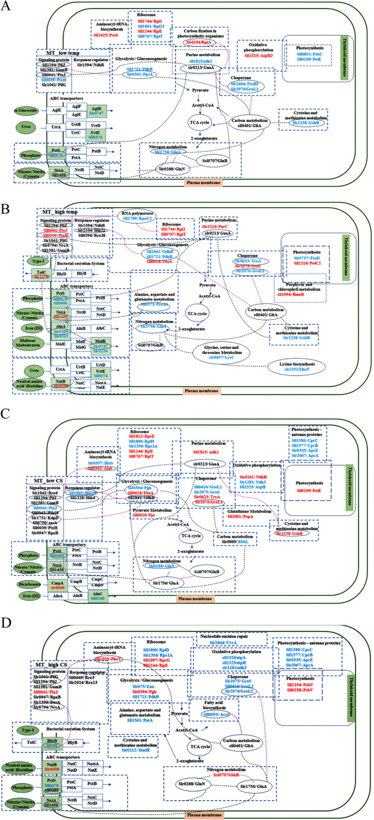 Hik28-dependent and Hik28-independent ABC transporters were revealed by proteome-wide analysis of ΔHik28 under combined stress.