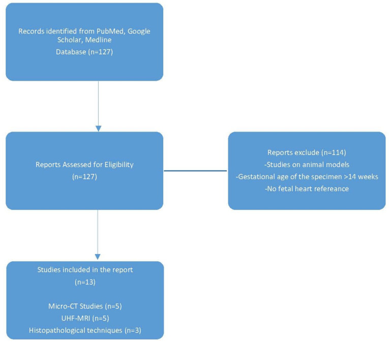 Postmortem Evaluation of First Trimester Fetal Heart.