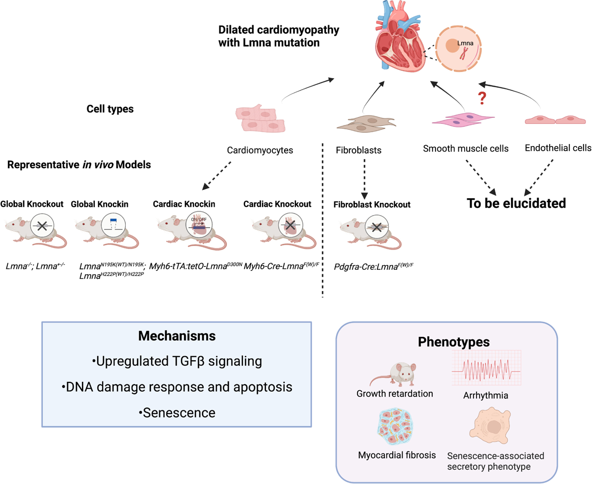 Deficient <i>Lmna</i> in fibroblasts: an emerging role of non-cardiomyocytes in DCM.