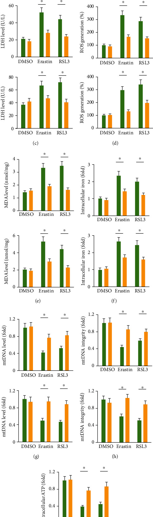 MicroRNA-147a Targets SLC40A1 to Induce Ferroptosis in Human Glioblastoma.