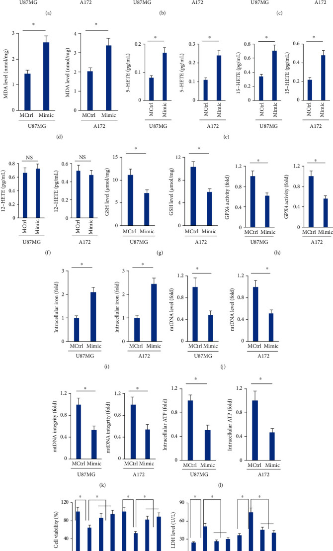 MicroRNA-147a Targets SLC40A1 to Induce Ferroptosis in Human Glioblastoma.