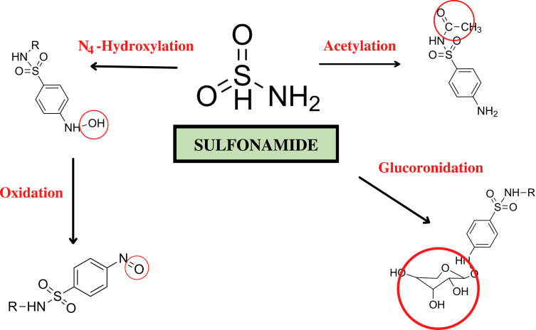 Clinical Manifestations and Genetic Influences in Sulfonamide-Induced Hypersensitivity.