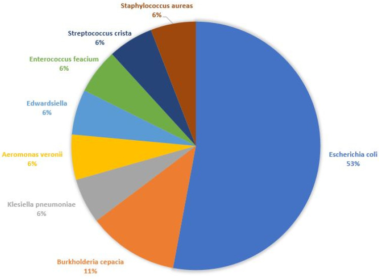 Clinical, Laboratory and Bacterial Profile of Spontaneous Bacterial Peritonitis in Vietnamese Patients with Liver Cirrhosis.