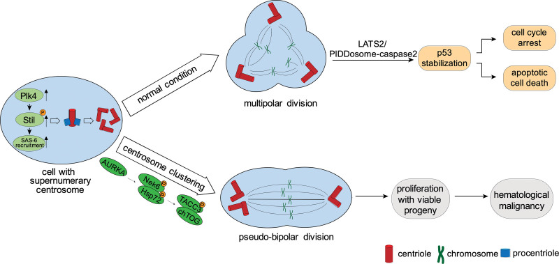 Centrosome Defects in Hematological Malignancies: Molecular Mechanisms and Therapeutic Insights.