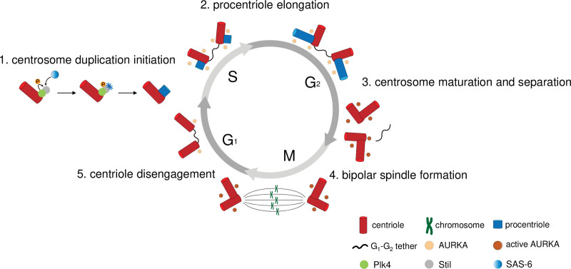 Centrosome Defects in Hematological Malignancies: Molecular Mechanisms and Therapeutic Insights.