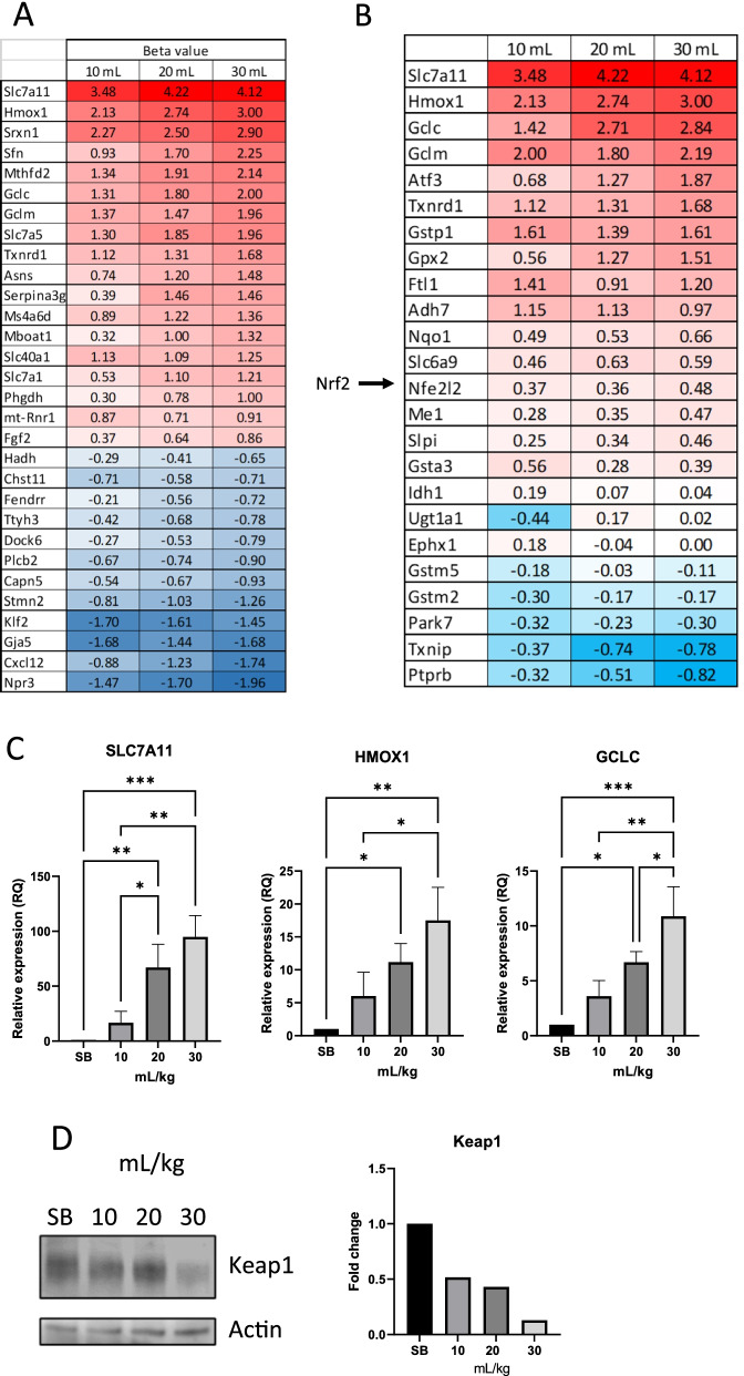 Ventilator-induced lung injury results in oxidative stress response and mitochondrial swelling in a mouse model.