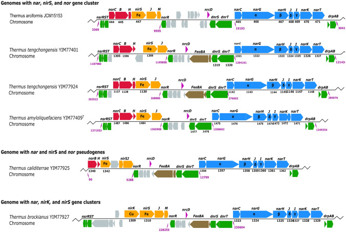 Incomplete denitrification phenotypes in diverse Thermus species from diverse geothermal spring sediments and adjacent soils in southwest China.