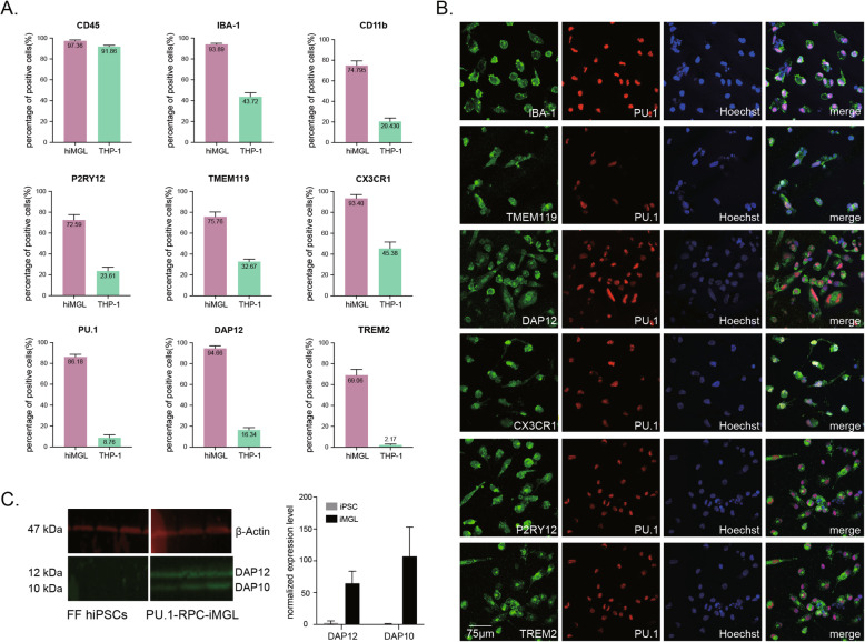 Single transcription factor efficiently leads human induced pluripotent stem cells to functional microglia.