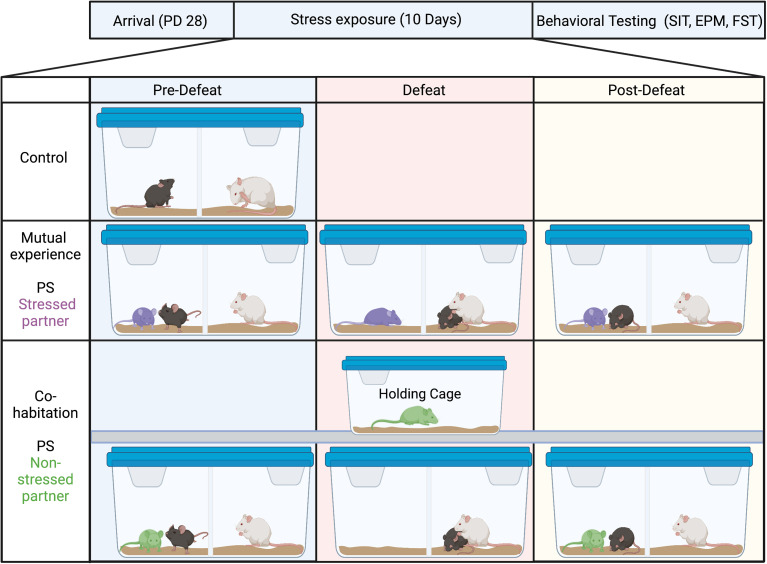 Social Buffering is Dependent on Mutual Experience in Adolescent Male Mice Exposed to Social Defeat Stress.