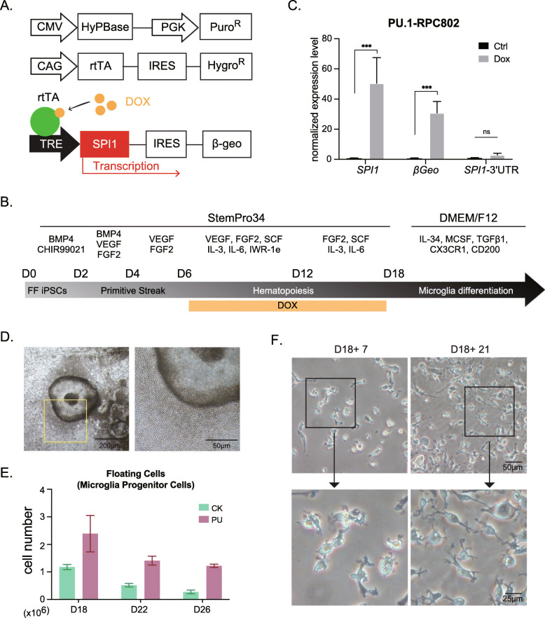 Single transcription factor efficiently leads human induced pluripotent stem cells to functional microglia.