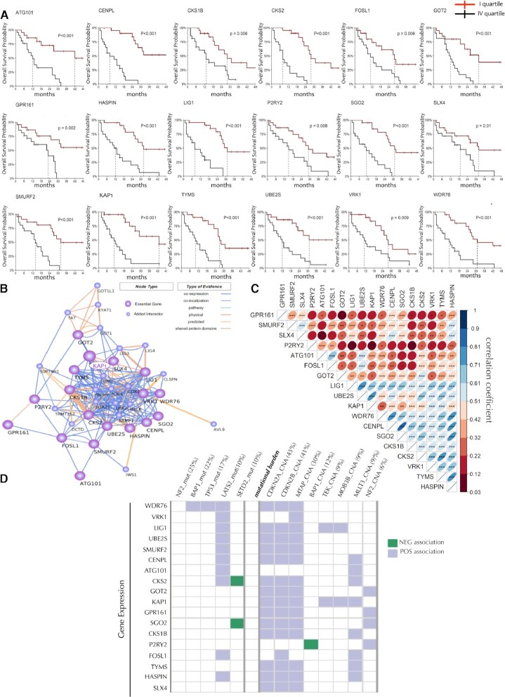 KAP1 is a new non-genetic vulnerability of malignant pleural mesothelioma (MPM).