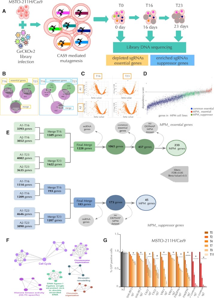 KAP1 is a new non-genetic vulnerability of malignant pleural mesothelioma (MPM).