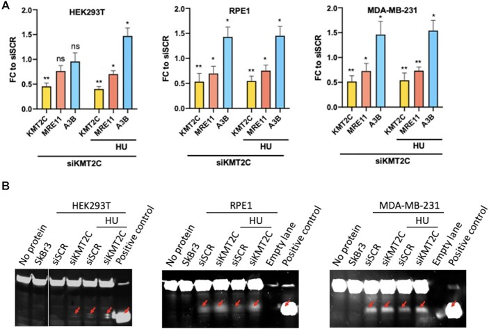 KMT2C-deficient tumors have elevated APOBEC mutagenesis and genomic instability in multiple cancers.