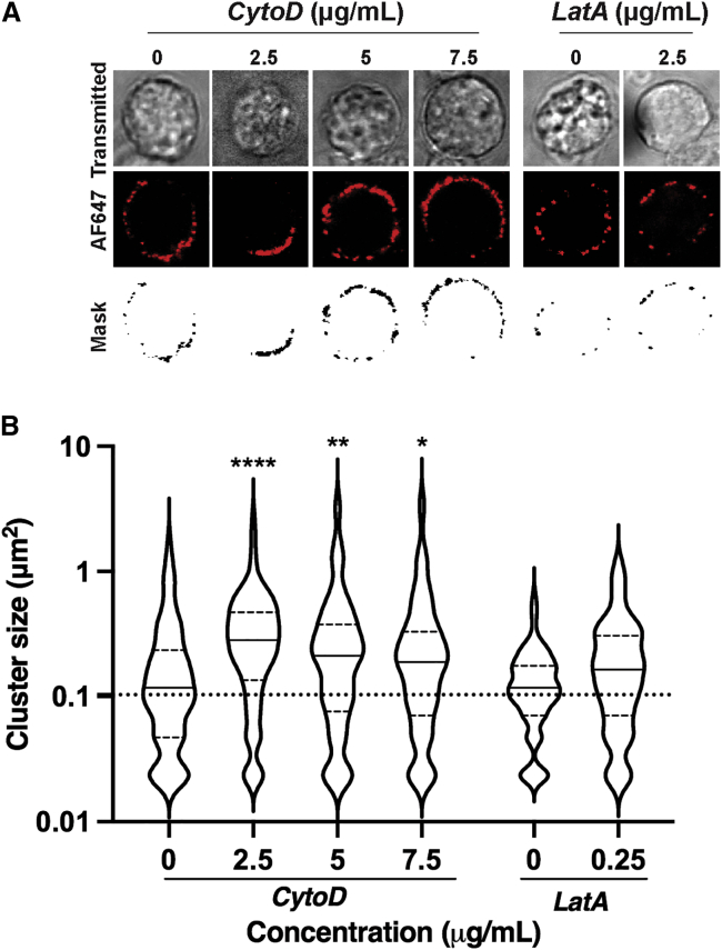 NEU1 and NEU3 enzymes alter CD22 organization on B cells.