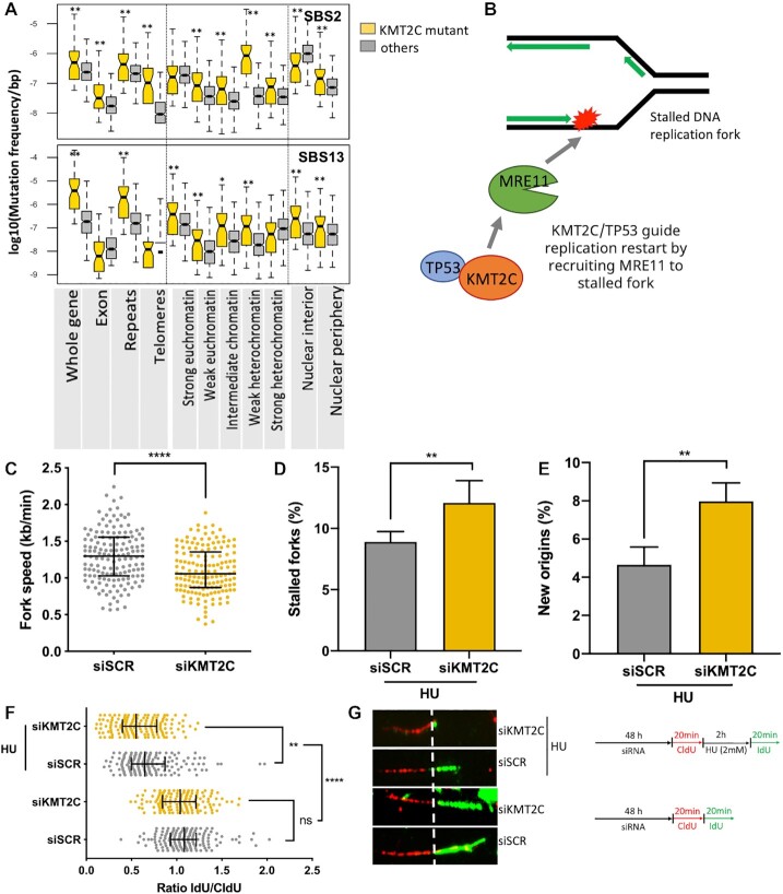 KMT2C-deficient tumors have elevated APOBEC mutagenesis and genomic instability in multiple cancers.