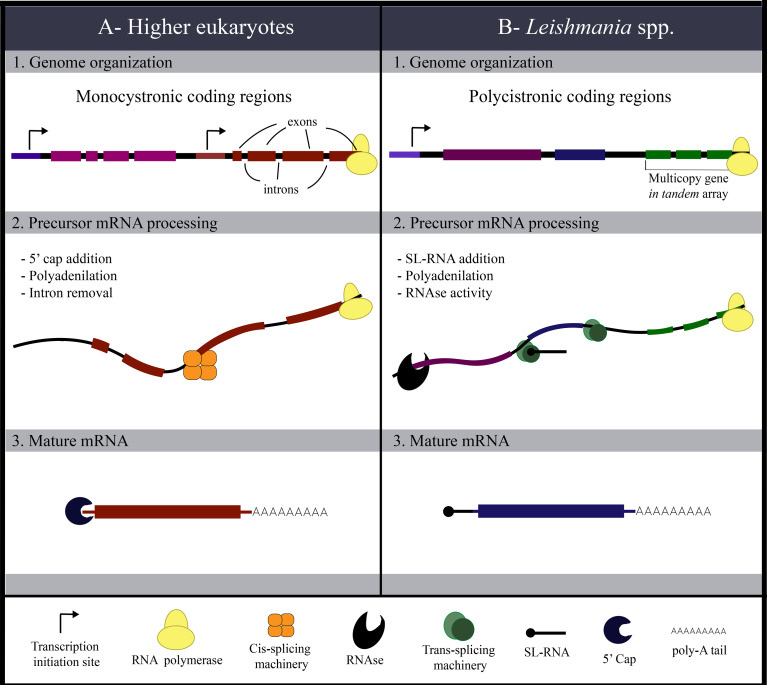 Finding Correlations Between mRNA and Protein Levels in <i>Leishmania</i> Development: Is There a Discrepancy?