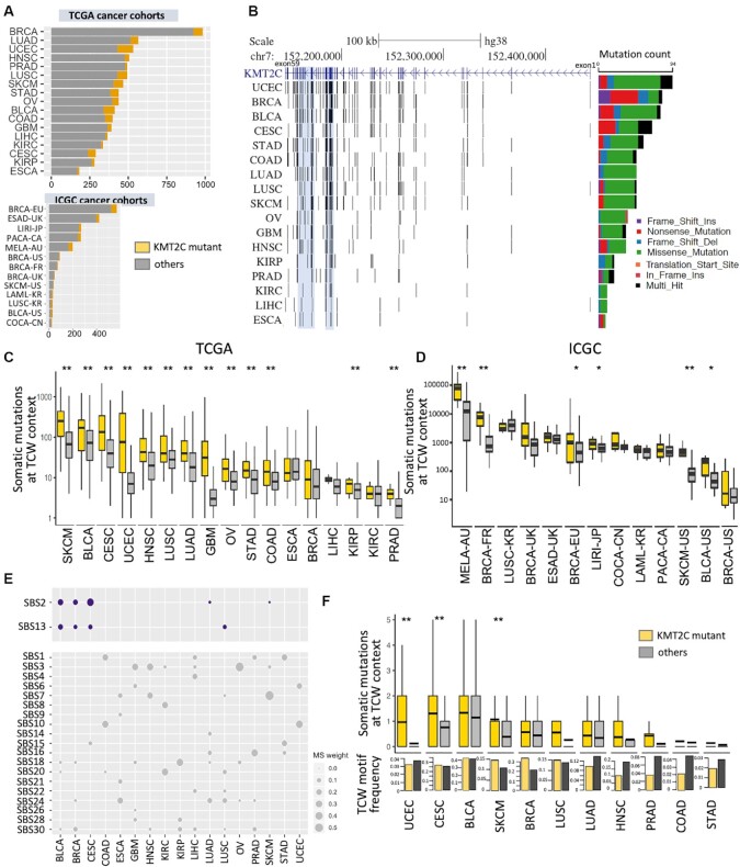 KMT2C-deficient tumors have elevated APOBEC mutagenesis and genomic instability in multiple cancers.