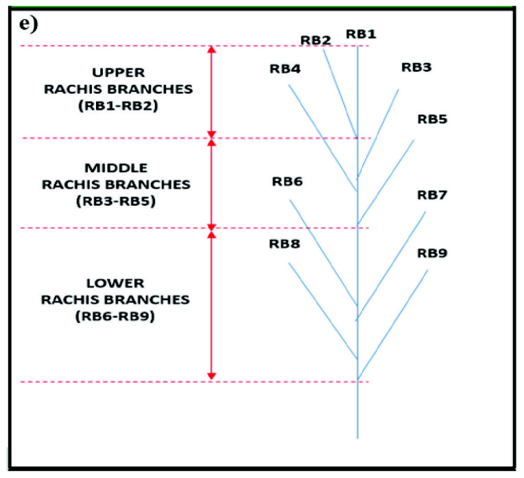 Drought-Induced Changes in The Flowering Capacity, Anthesis Quality and Seed Set in Rice (<i>Oryza sativa</i> L.).