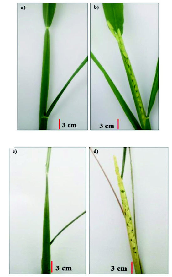 Drought-Induced Changes in The Flowering Capacity, Anthesis Quality and Seed Set in Rice (<i>Oryza sativa</i> L.).