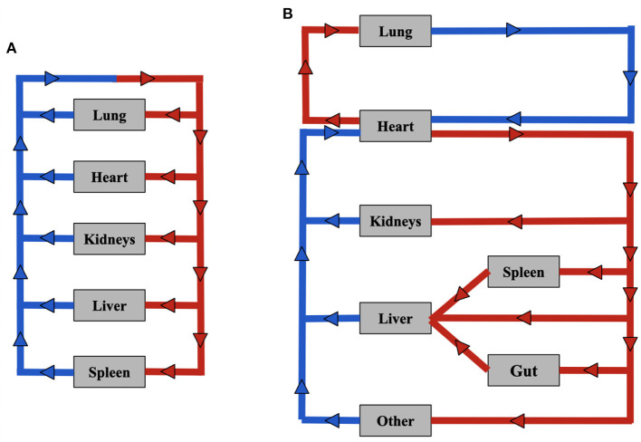 Multiphysics pharmacokinetic model for targeted nanoparticles.