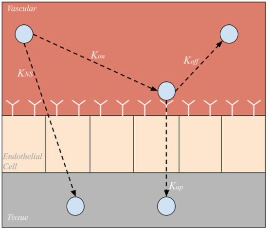 Multiphysics pharmacokinetic model for targeted nanoparticles.