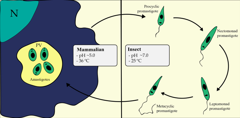 Finding Correlations Between mRNA and Protein Levels in <i>Leishmania</i> Development: Is There a Discrepancy?