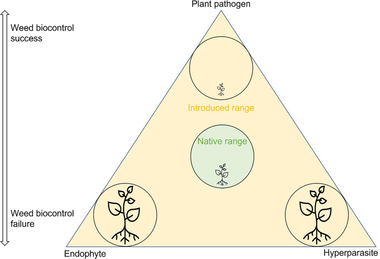 Plant pathogens as introduced weed biological control agents: Could antagonistic fungi be important factors determining agent success or failure?