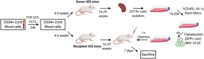 Efficient adoptive transfer of autologous modified B cells: a new humanized platform mouse model for testing B cells reprogramming therapies.
